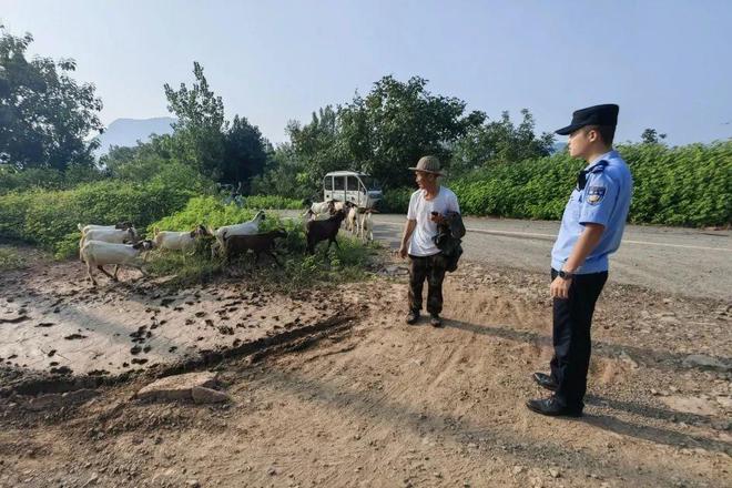 羊群组团“出逃” ，山亭警方无人机十分钟找回