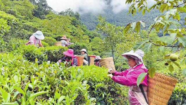 云龙县功果桥镇提高茶园资源利用率——谷花时节茶亦香